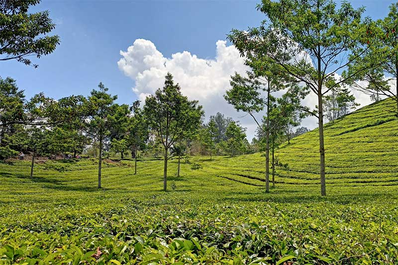 Rekomendasi Tempat Wisata Alam di Bandung, Hidden Gem, Udara Sejuk, Hati Tenang
